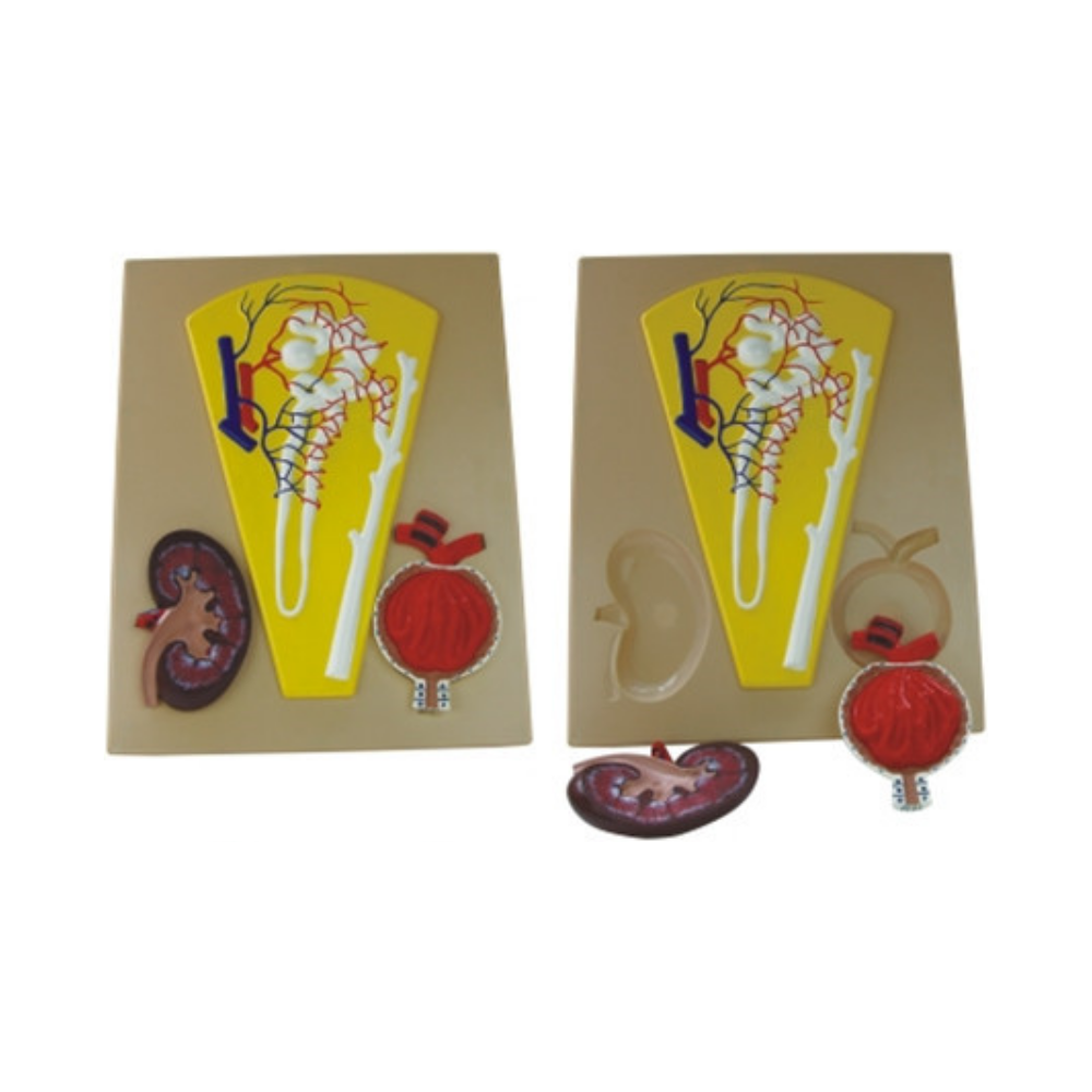 Riñón, nefrona y glomérulo humanos QH 3317