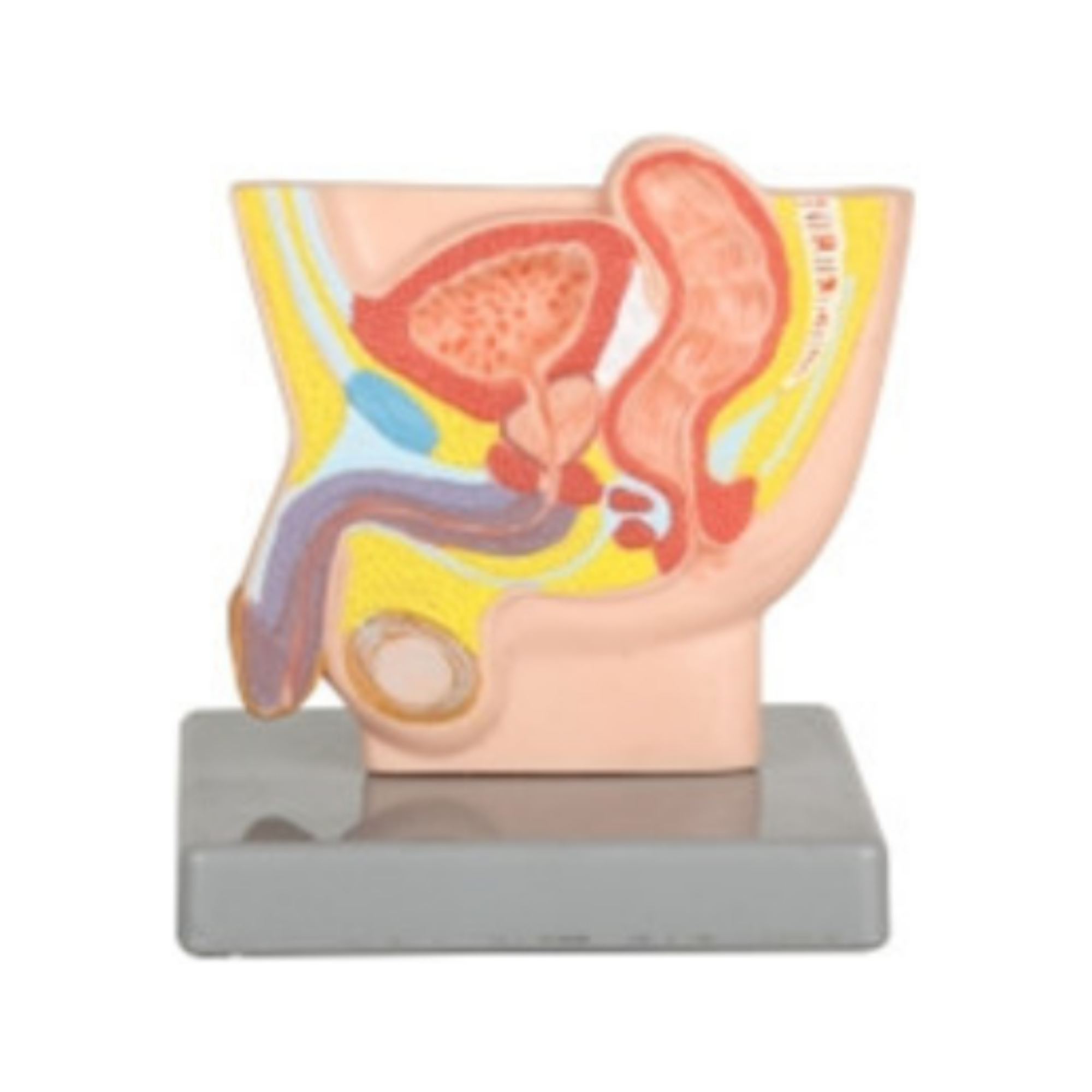 Modelo de ingle masculina QH 3338-2