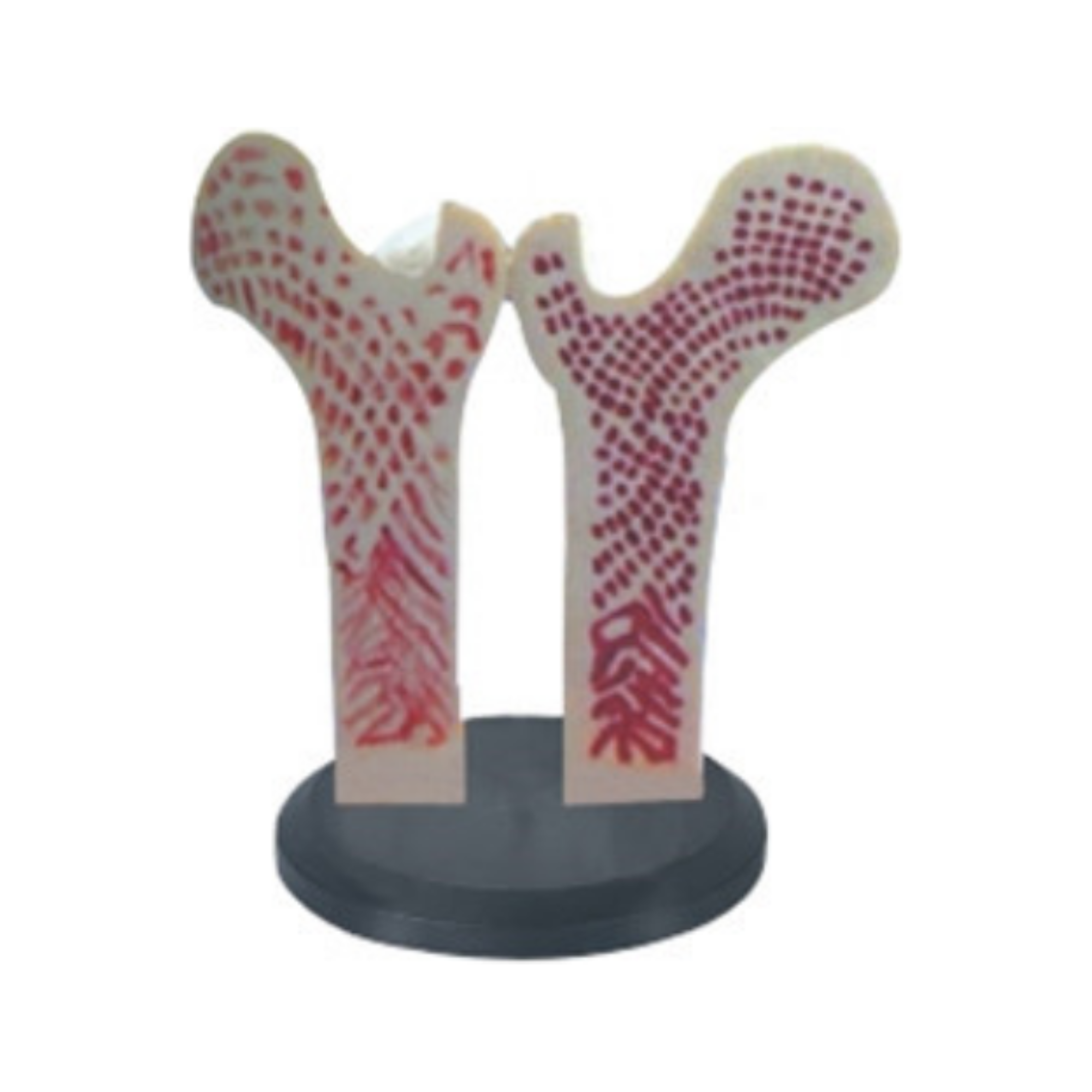 Modelo de hueso fémur gigante QH 3394-3