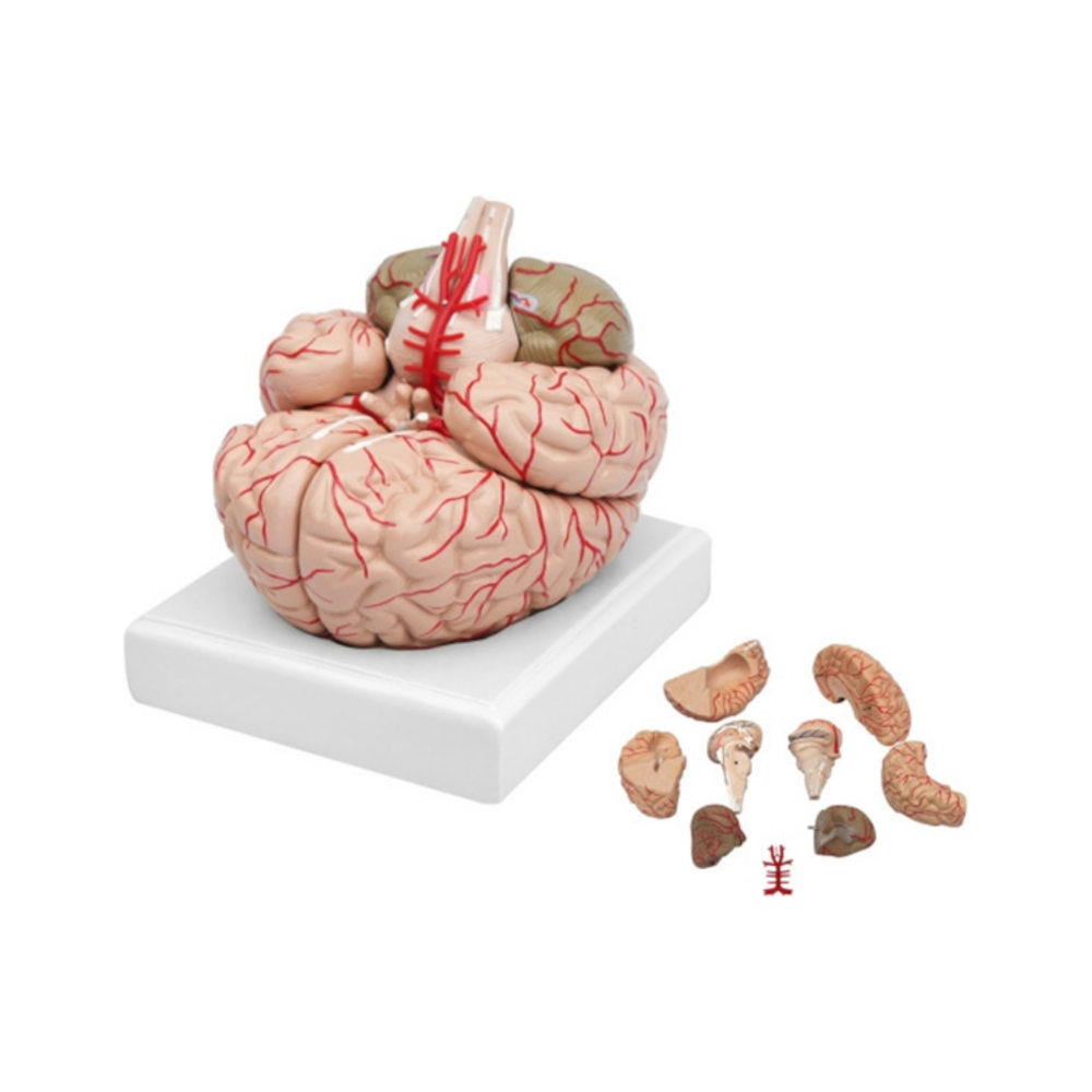 Cerebro con arterias QH 3307-10
