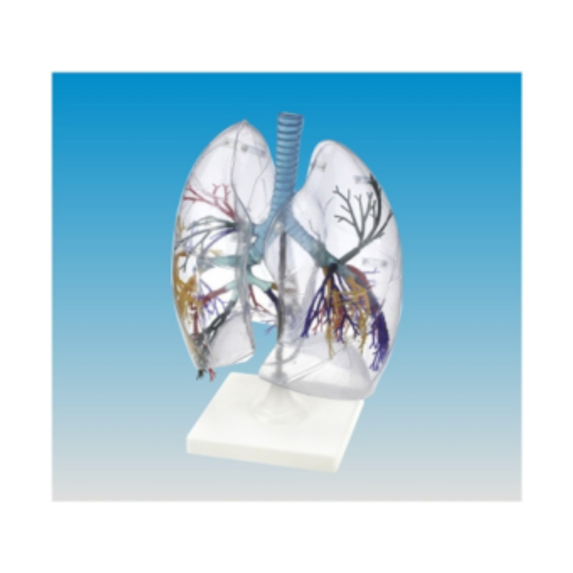 Pulmones humanos QH 3321