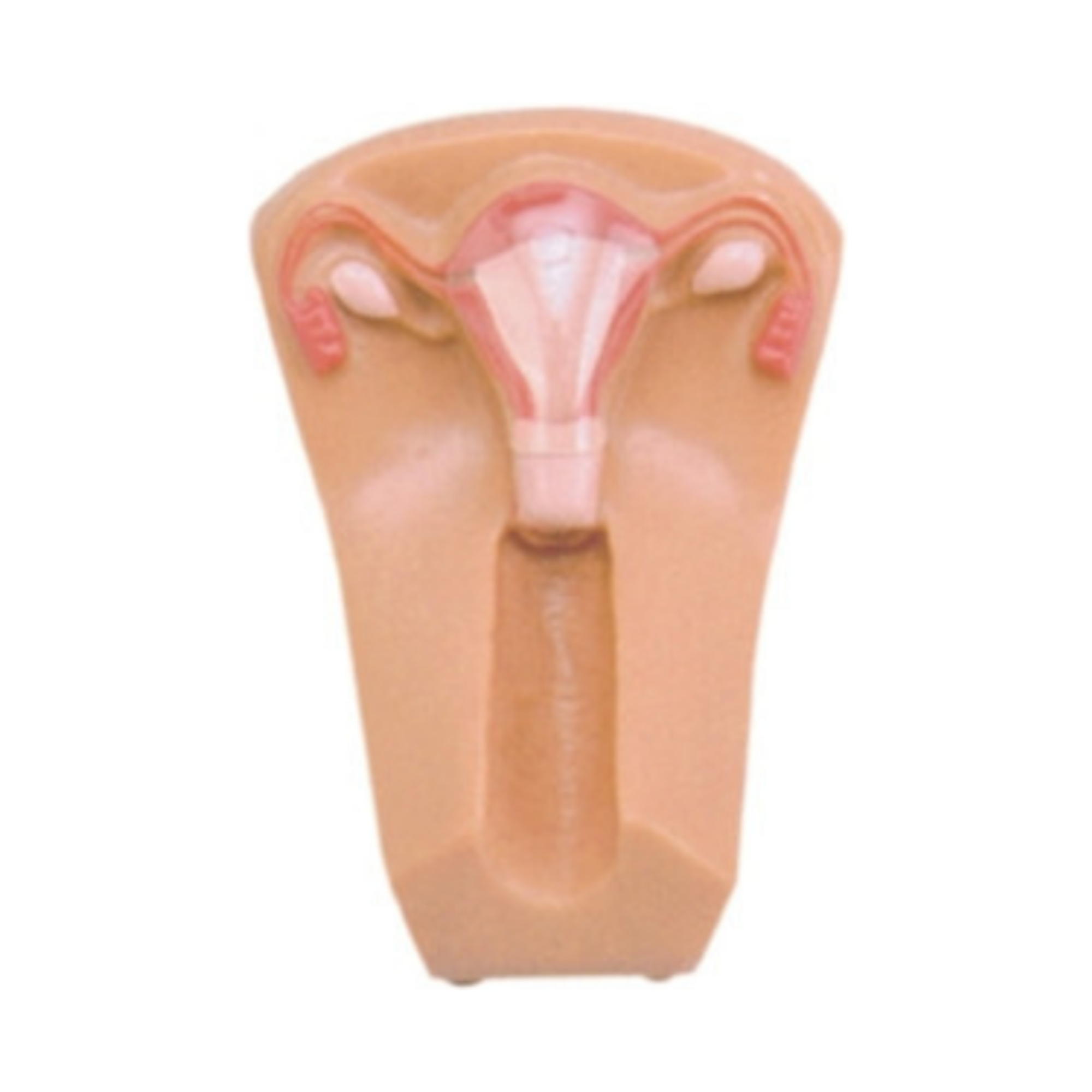 Modelo para entrenamiento de DIU QH B3