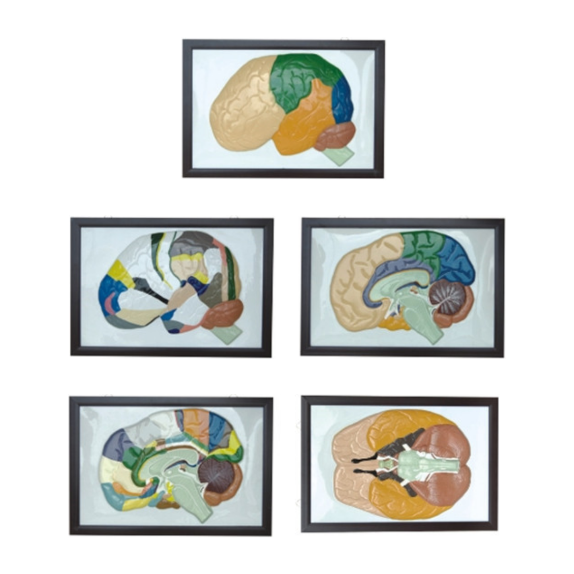 Modelo en relieve del cerebro humano (5 unidades) QH 1586