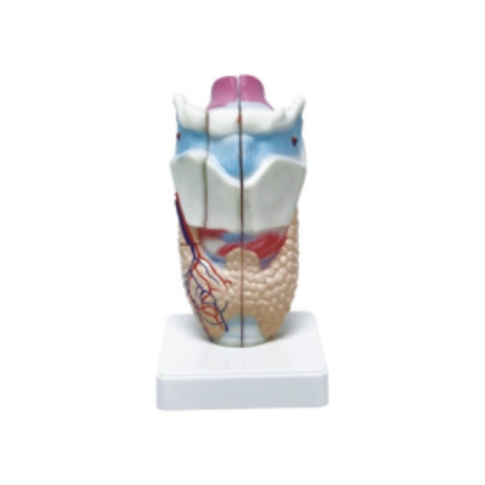 Laringe humana QH 3305-1