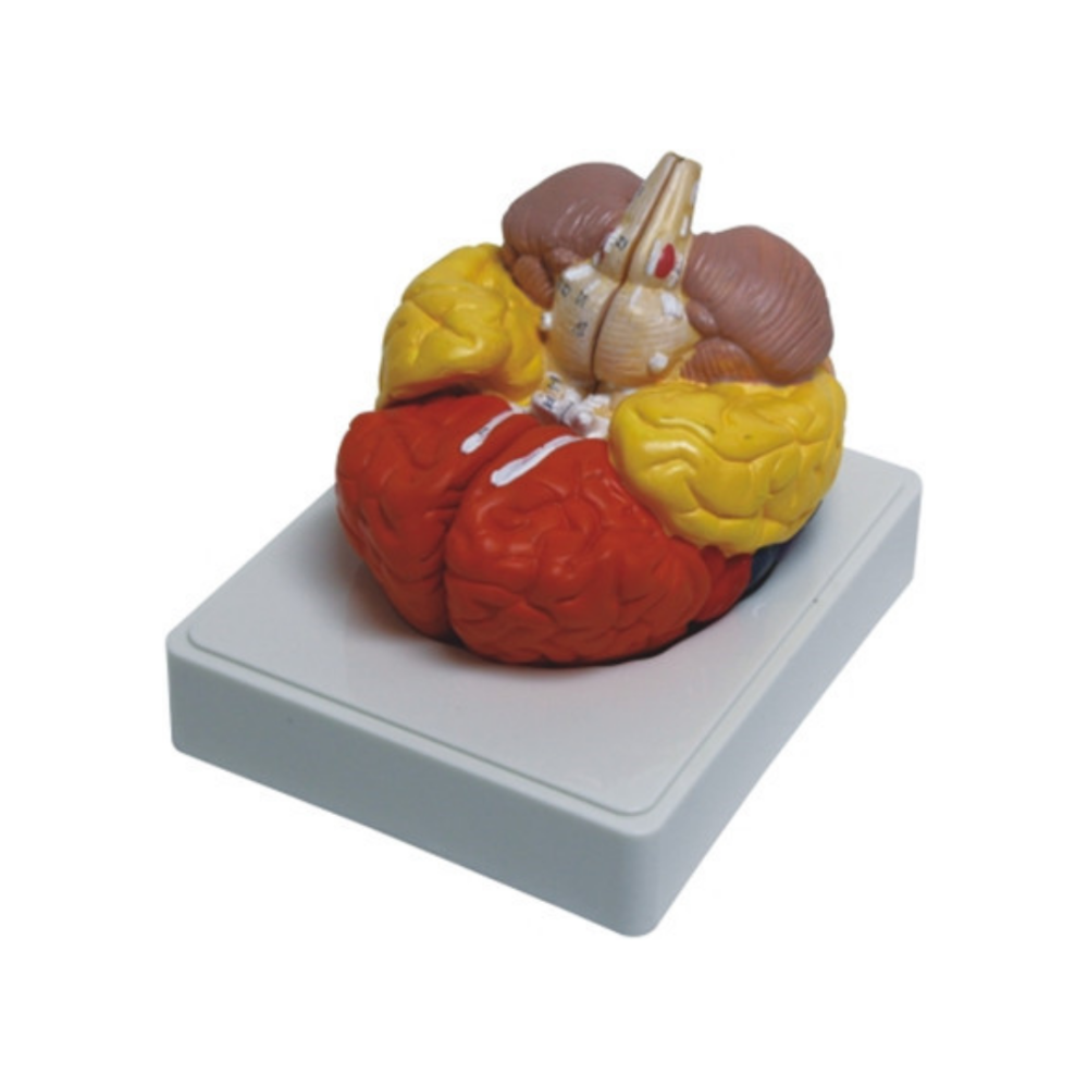 Cerebro humano QH 3307-13