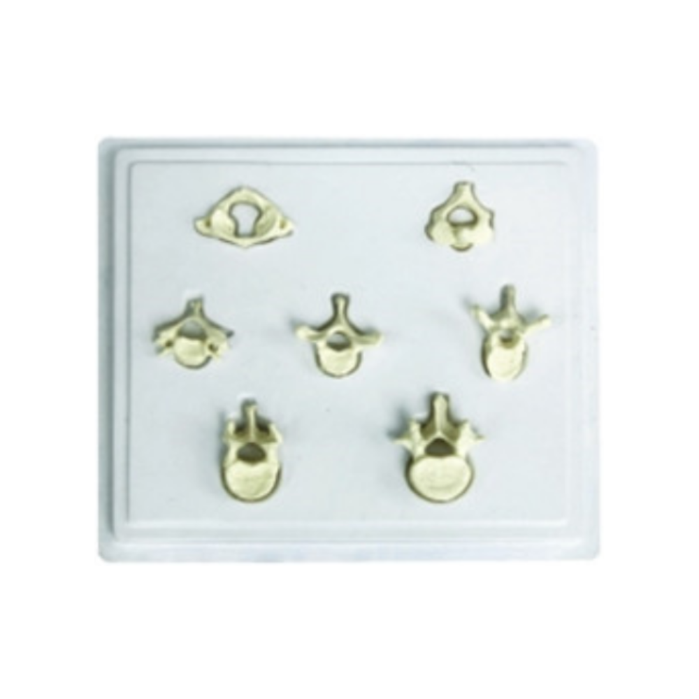 Modelo de vértebras con base de plástico QH 3393-13