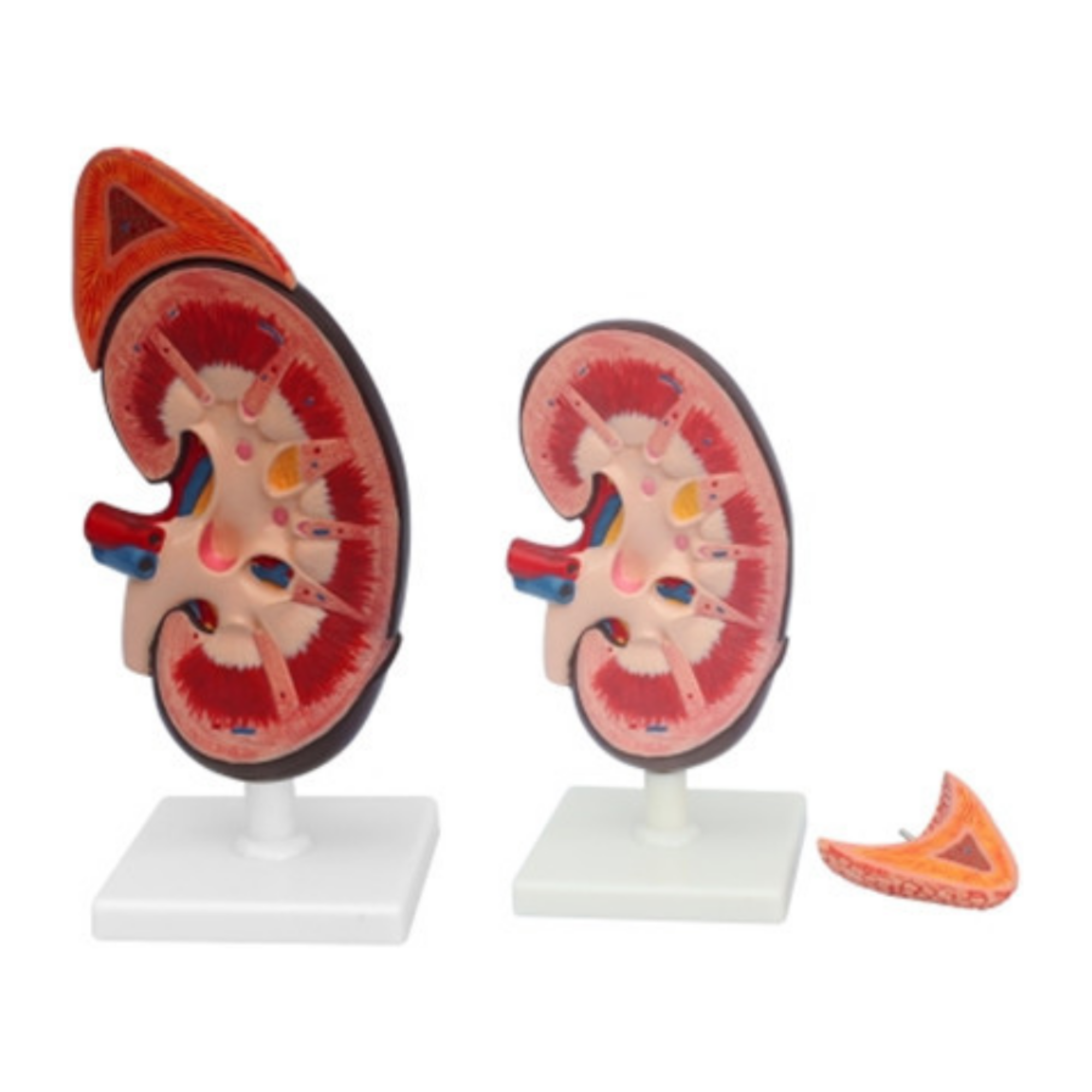 Riñón humano con glándula suprarrenal QH 3333-8