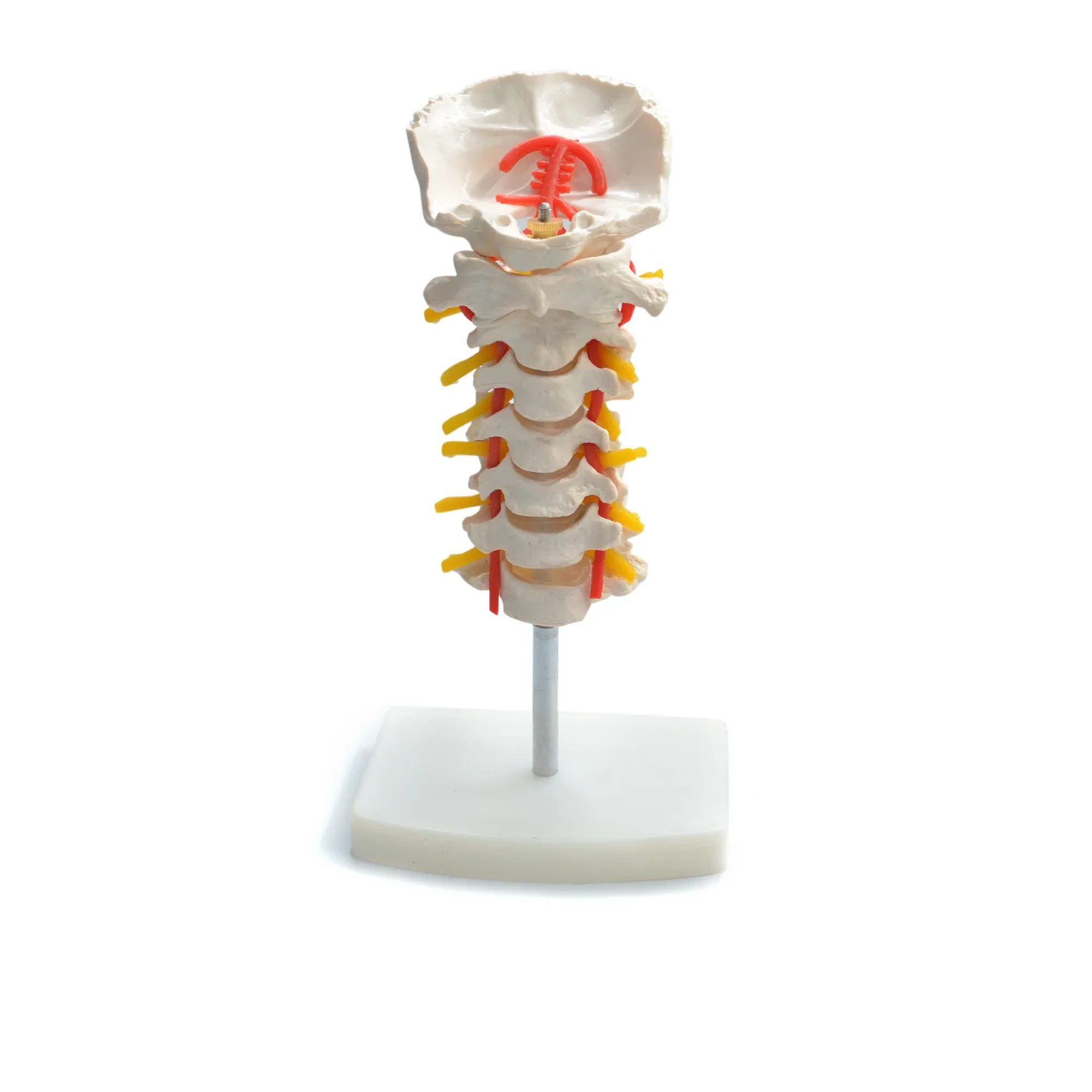 Anatomía de la columna cervical