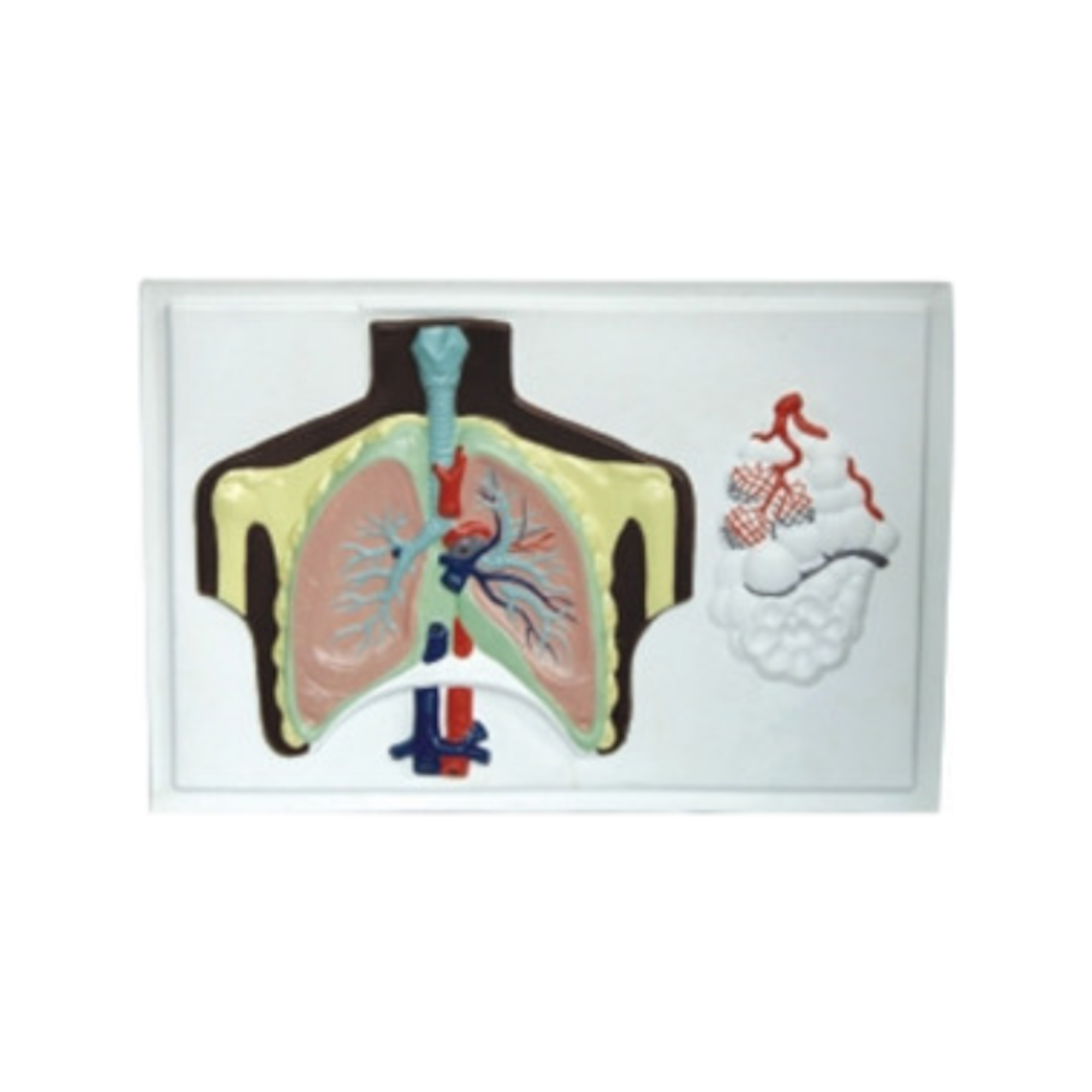Modelo en relieve del sistema respiratorio QH 1551