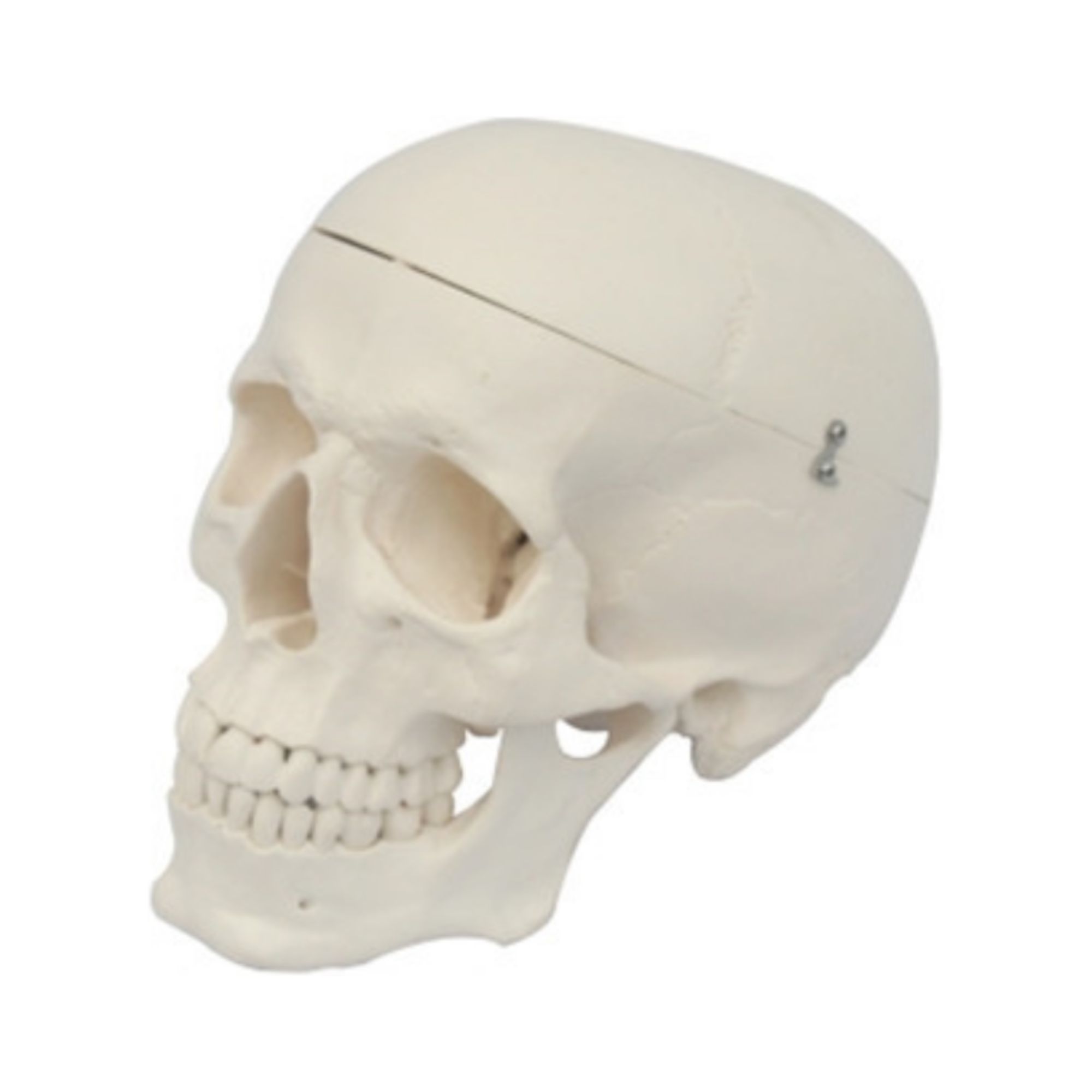 Modelo de cráneo de adulto QH 3392