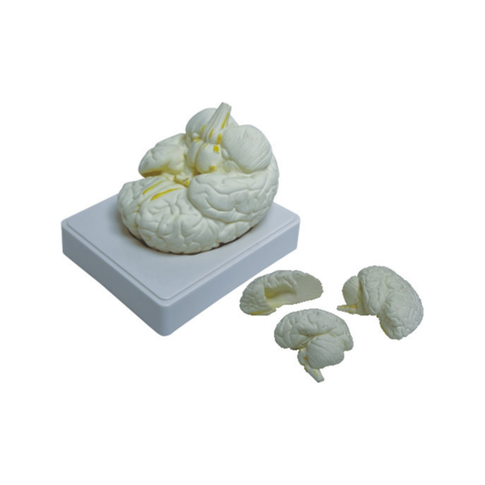 Cerebro humano QH 3307 (3 partes)