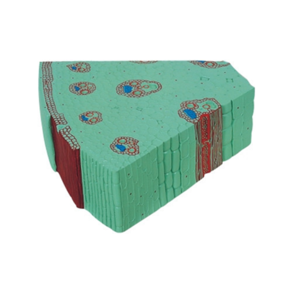 Tallo de monocotiledónea QH 3204