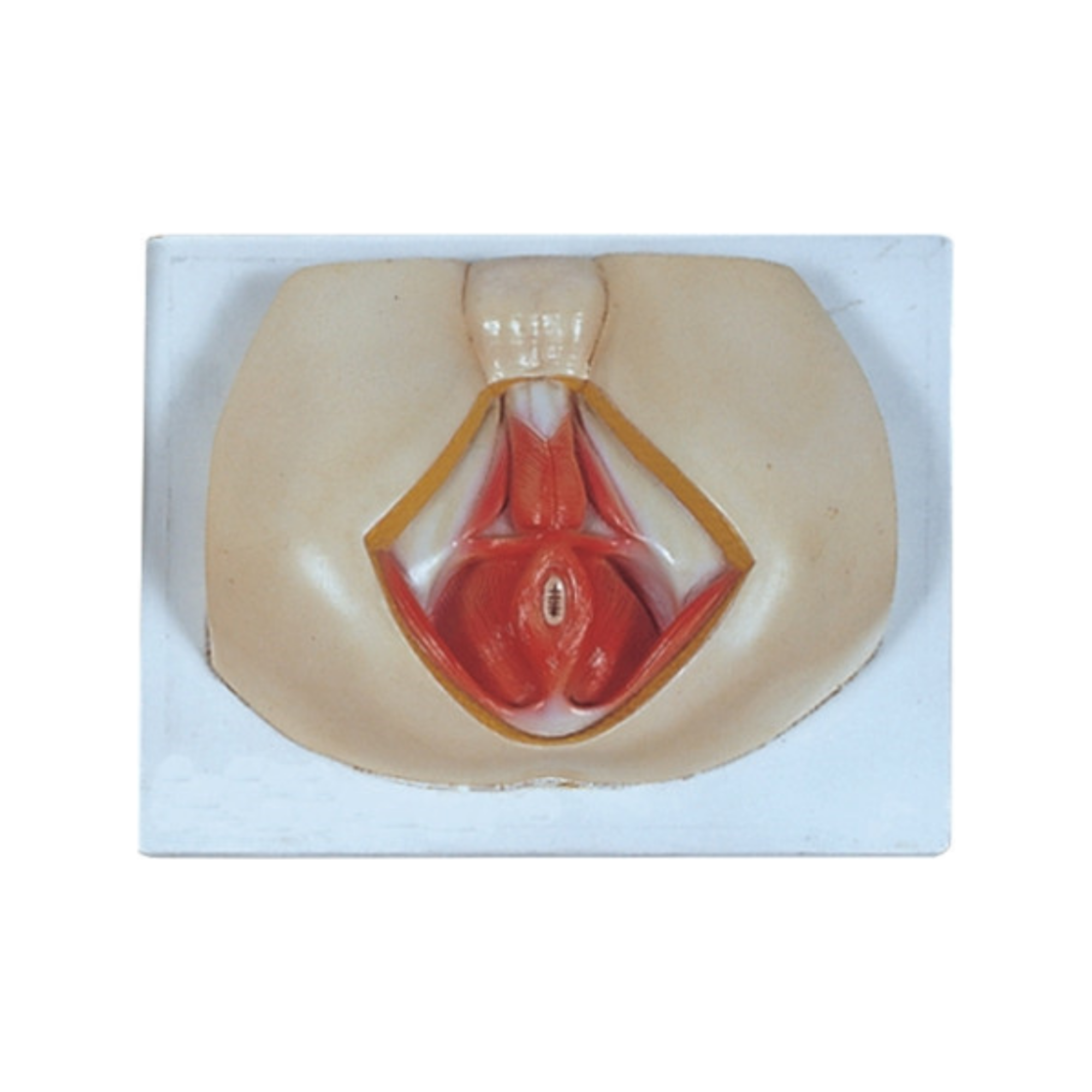 Anatomía del perineo masculino QH 3196