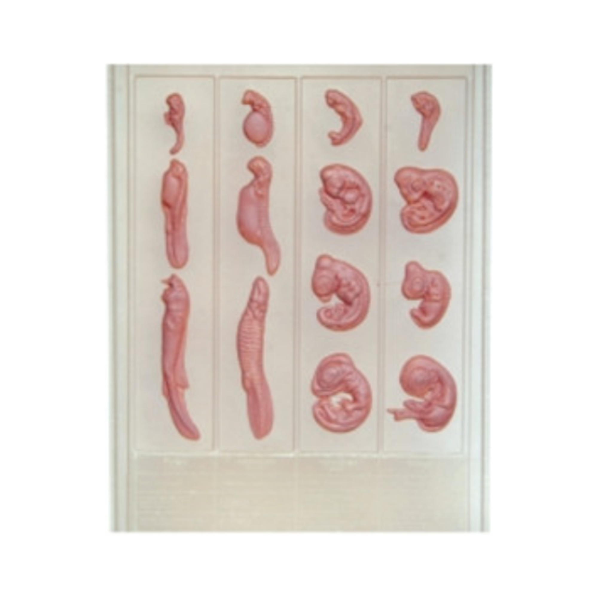 Modelo en relieve del desarrollo animal QH 1581