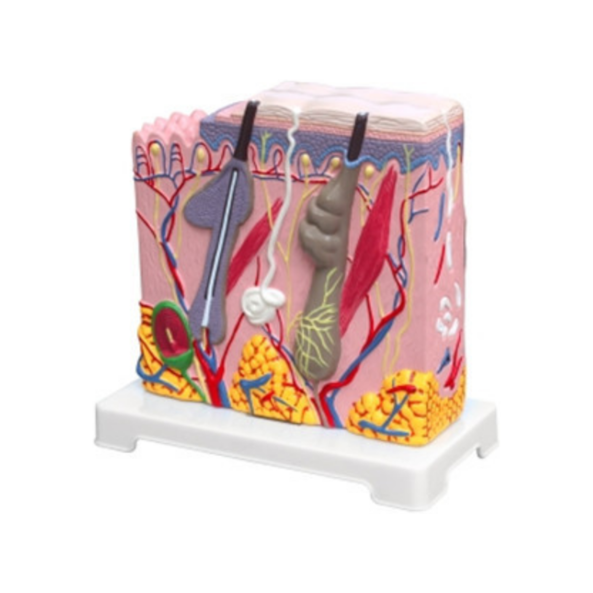 Modelo de piel humana QH 3314-2