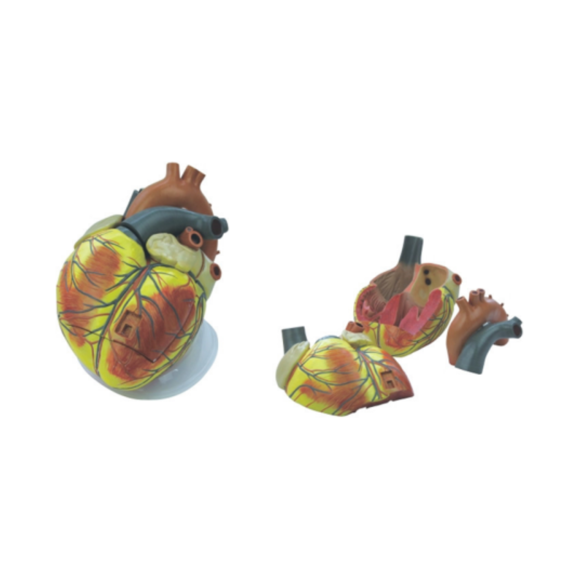 Corazón humano QH 3304-12 (3 partes)