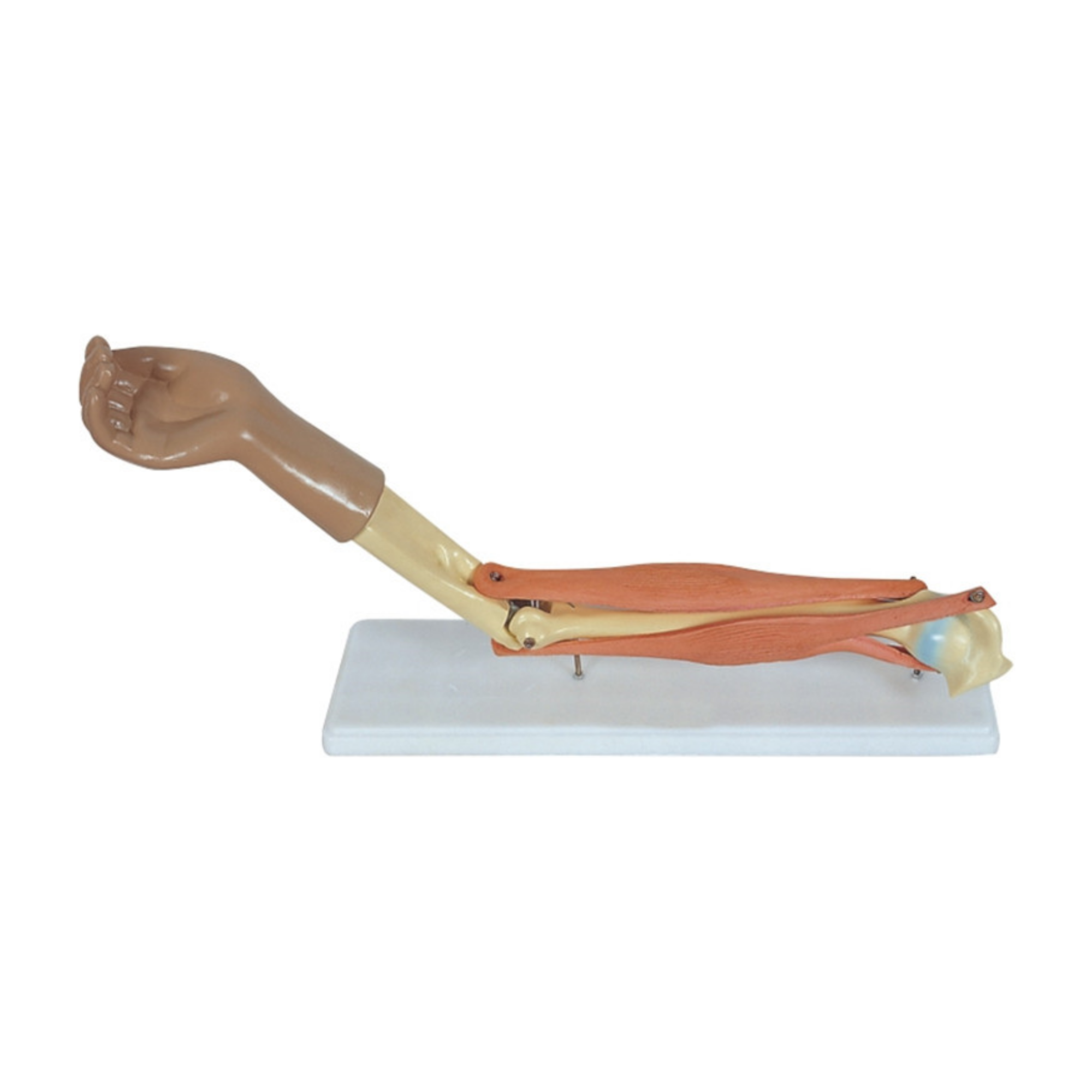 Modelo de articulación funcional del codo humano QH 3325