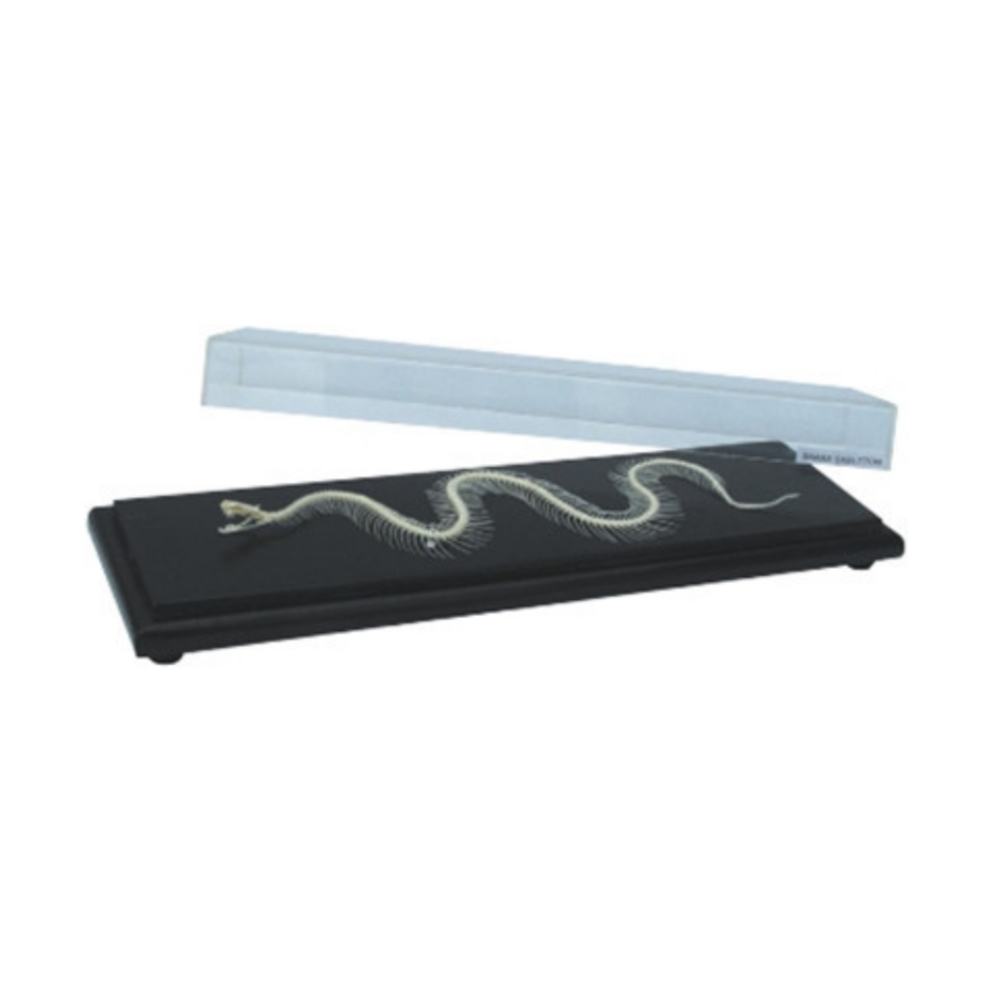 Modelo de esqueleto de serpiente QH 4148