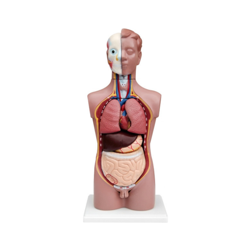 Torso humano masculino QH 33202