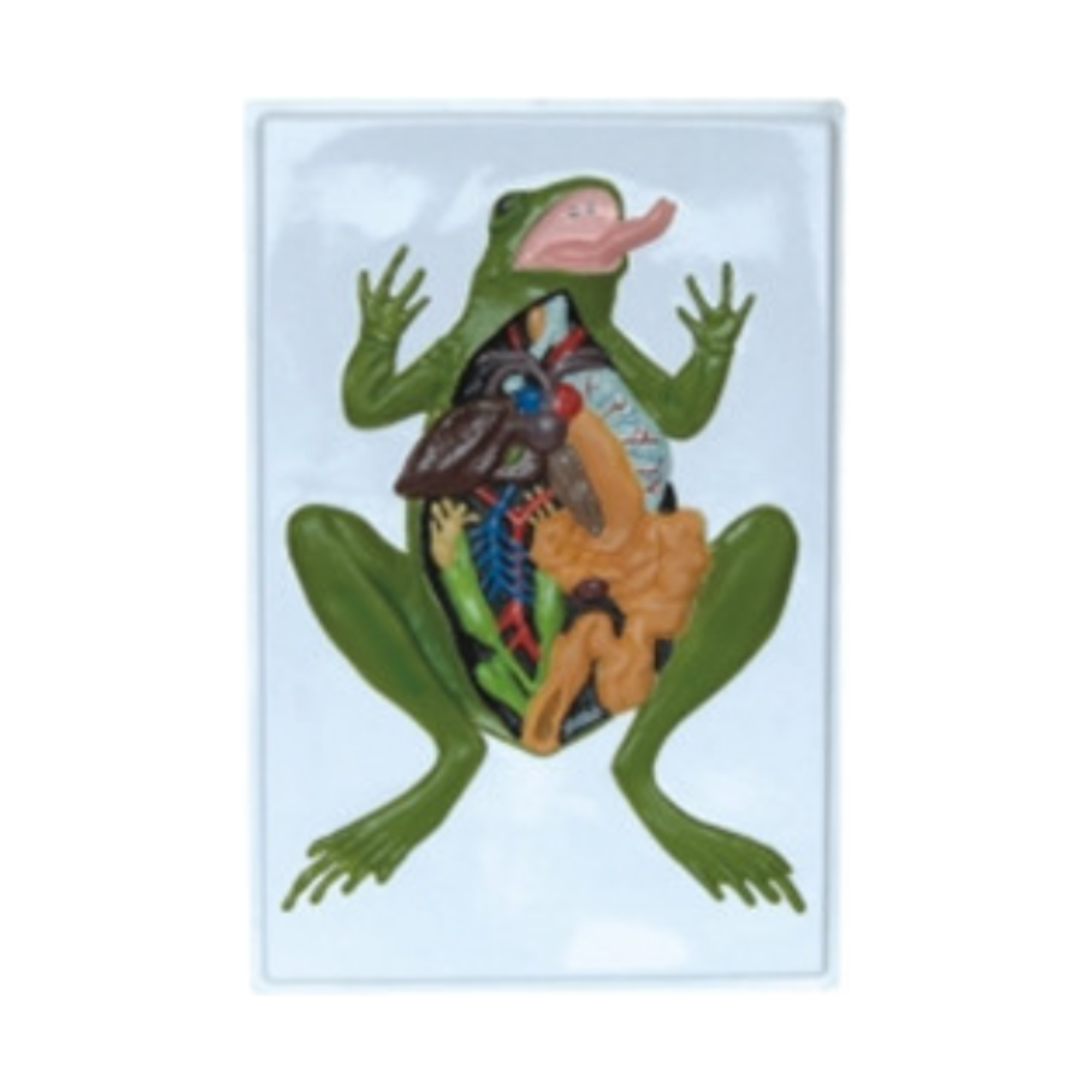 Modelo en relieve de la anatomía de la rana QH 1567