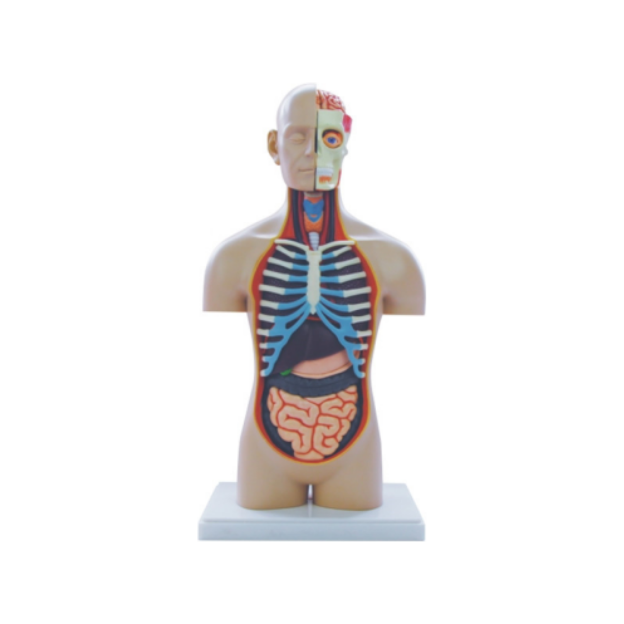 Torso humano QH 3301-27 (32 partes)