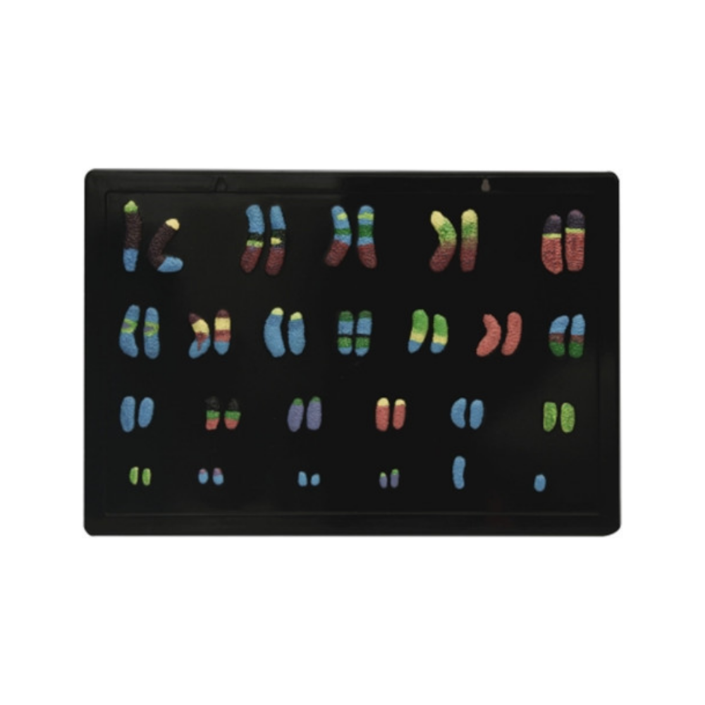 Modelo de cromosoma humano QH 3221-19