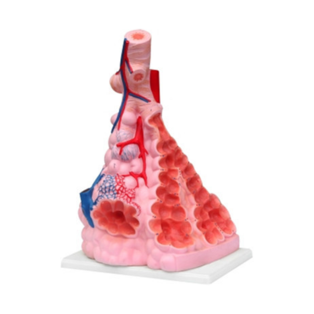 Alvéolos pulmonares humanos QH 3306-3