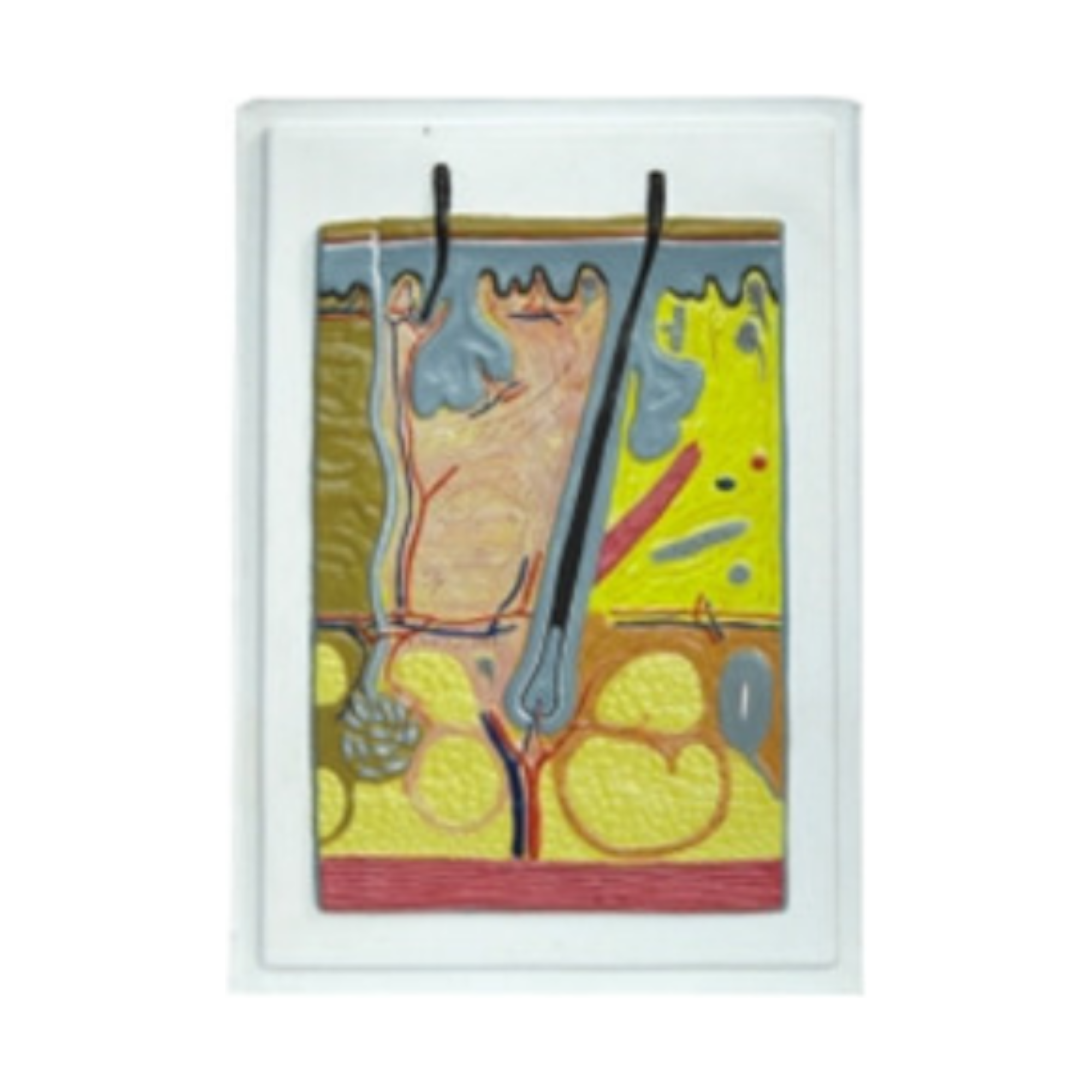 Modelo en relieve de la piel QH 1554-2