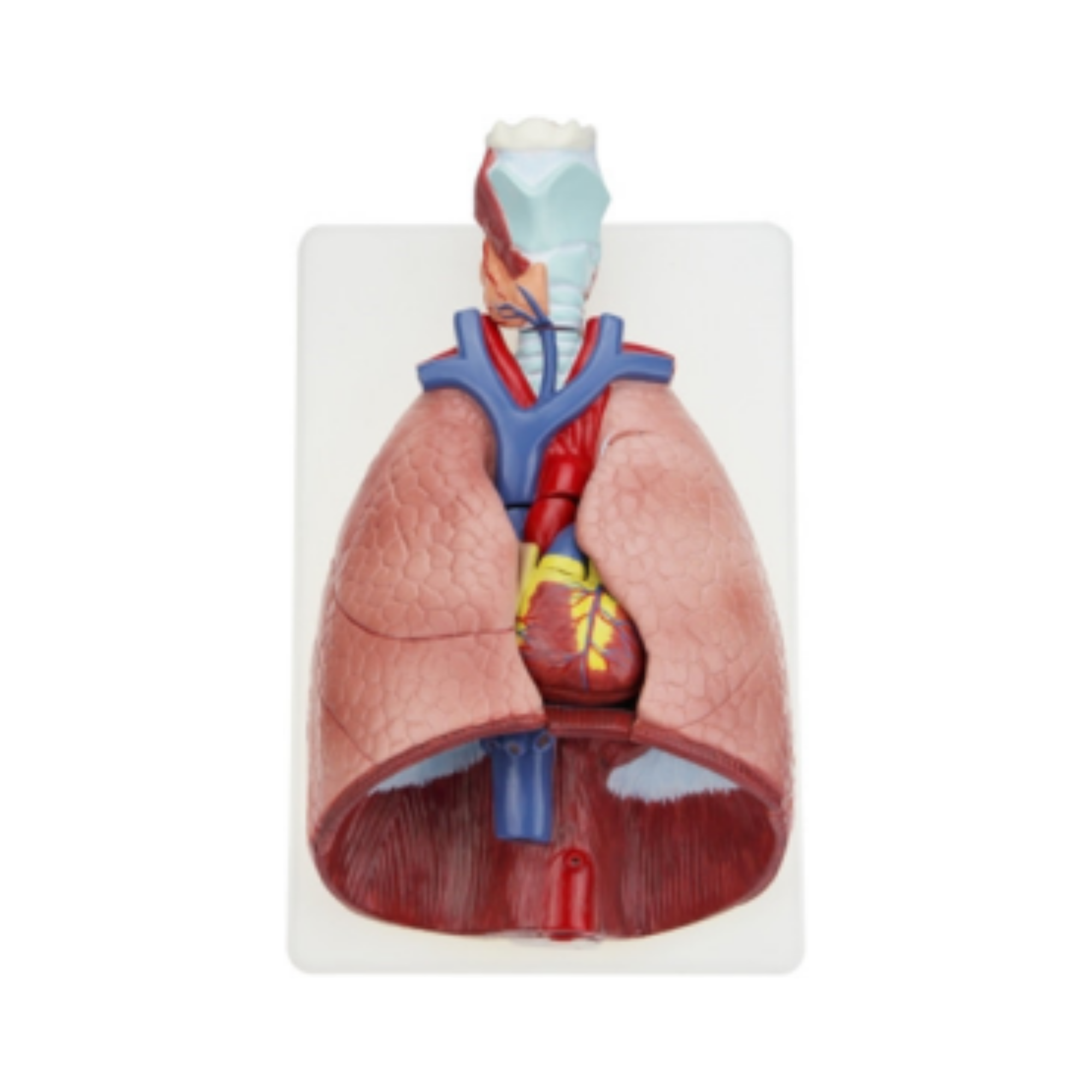 Modelo de órganos torácicos humanos QH 3322