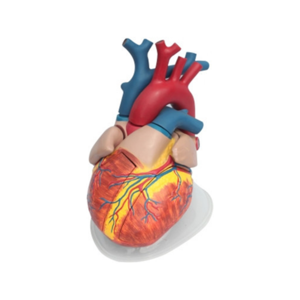 Corazón humano QH 3304-11 (8 partes)