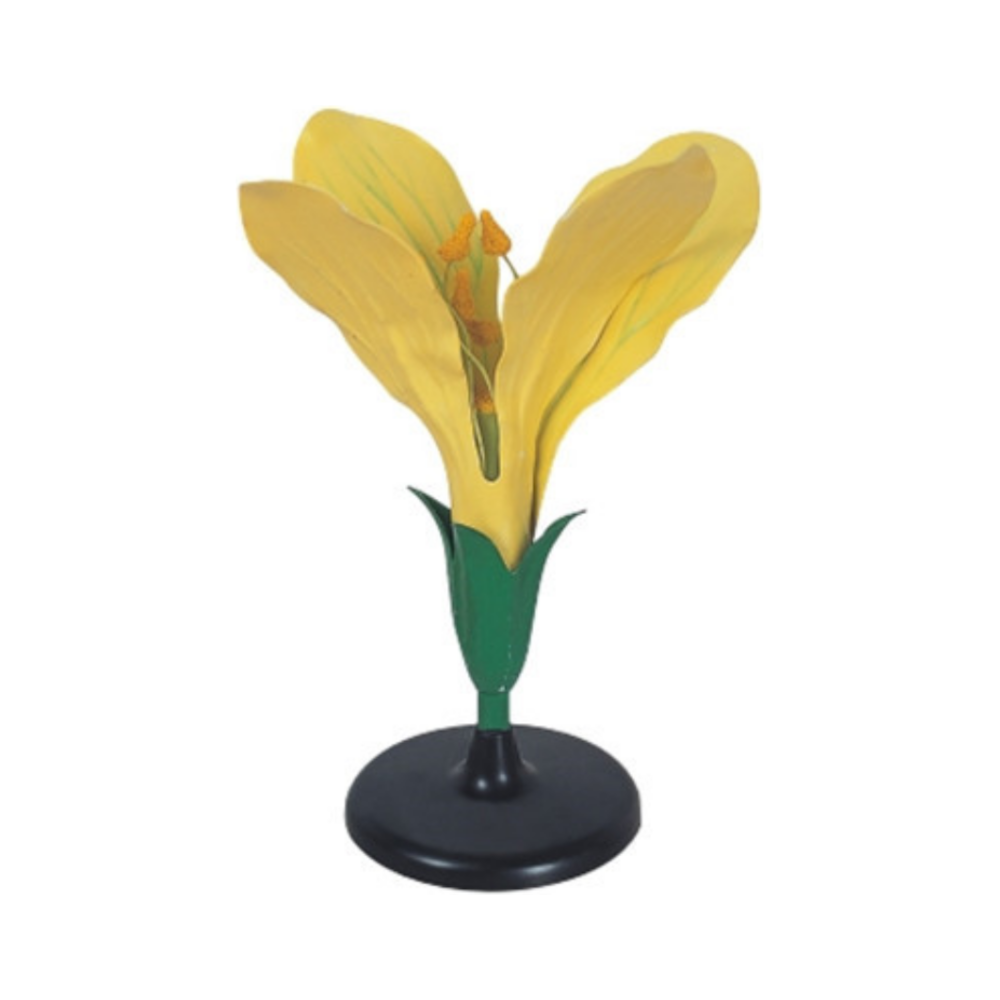 Modelo de flor de col QH 3207-5