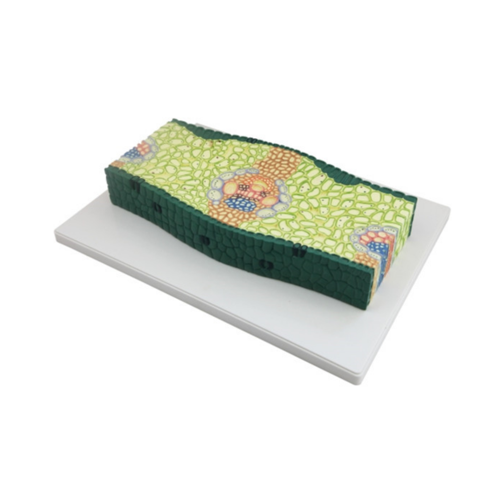 Sección de hoja de monocotiledónea QH 3206-2