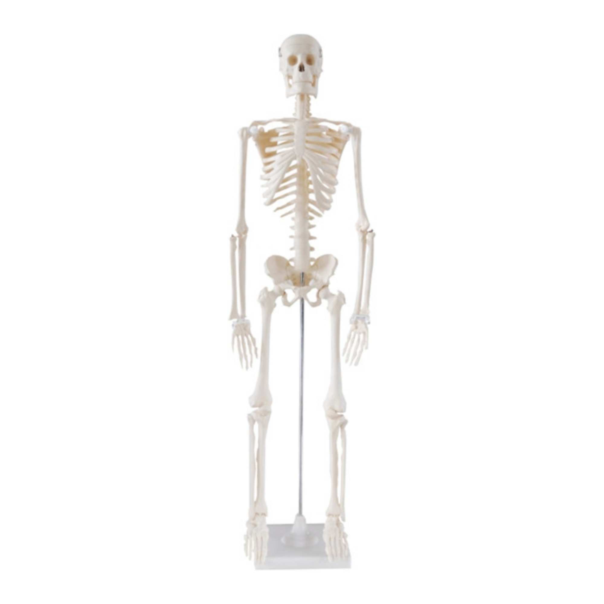 Modelo de esqueleto humano (85 cm) QH 3302-3