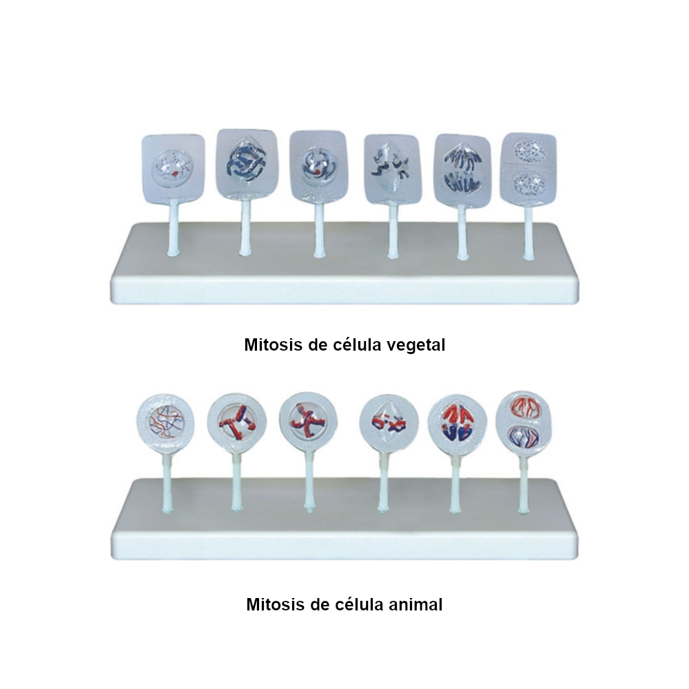 Conjunto de mitosis QH 3228