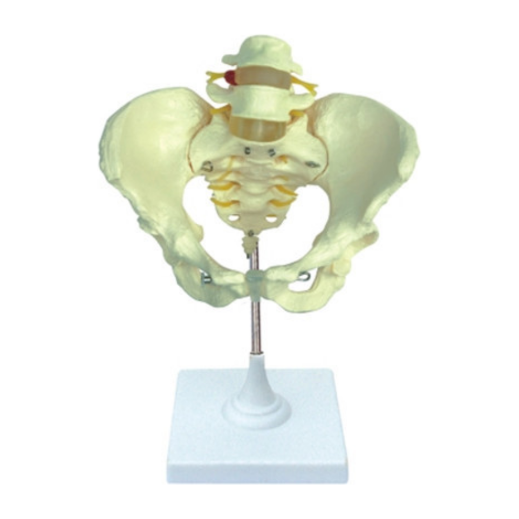 Modelo de pelvis femenina QH 3337-2