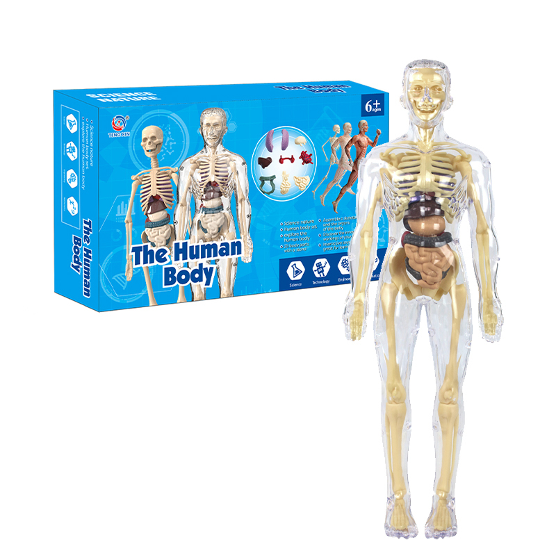 Cuerpo Humano