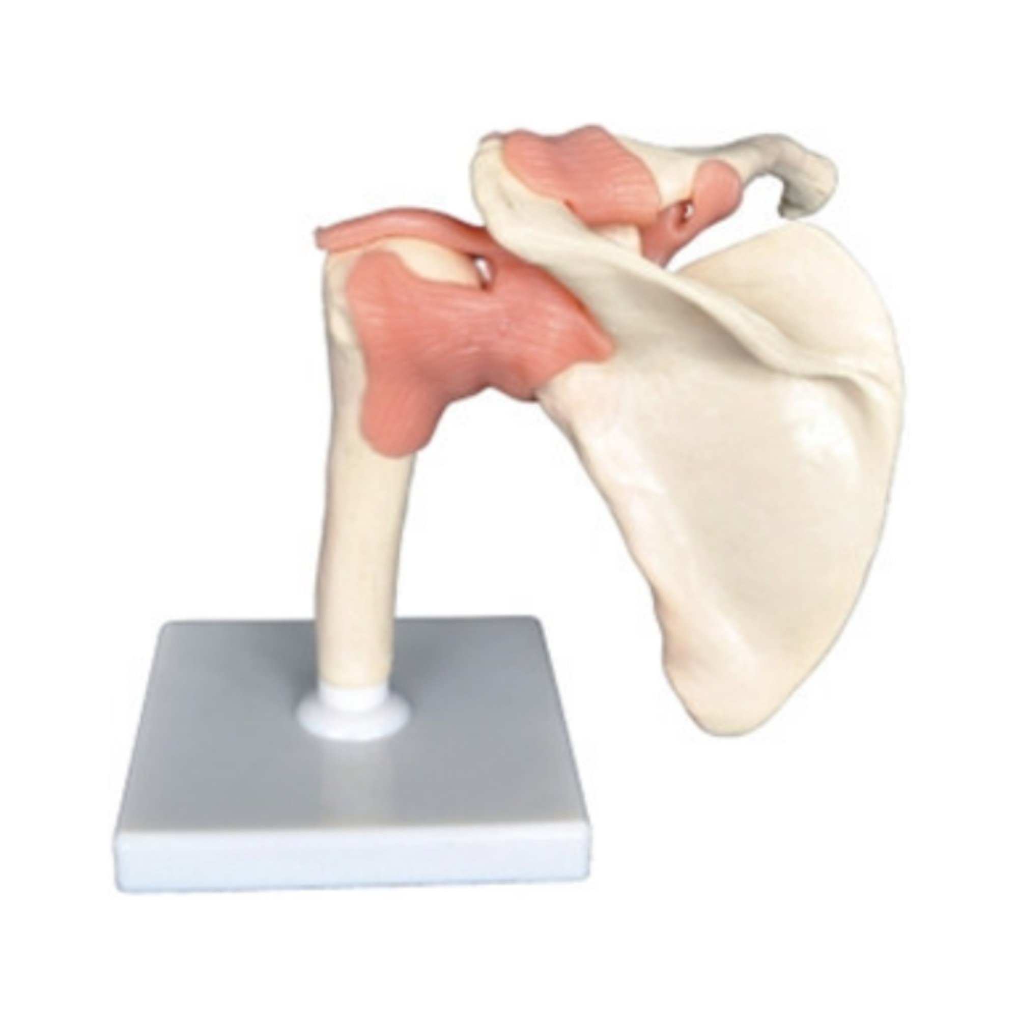 Modelo de articulación funcional del hombro QH 3336-1