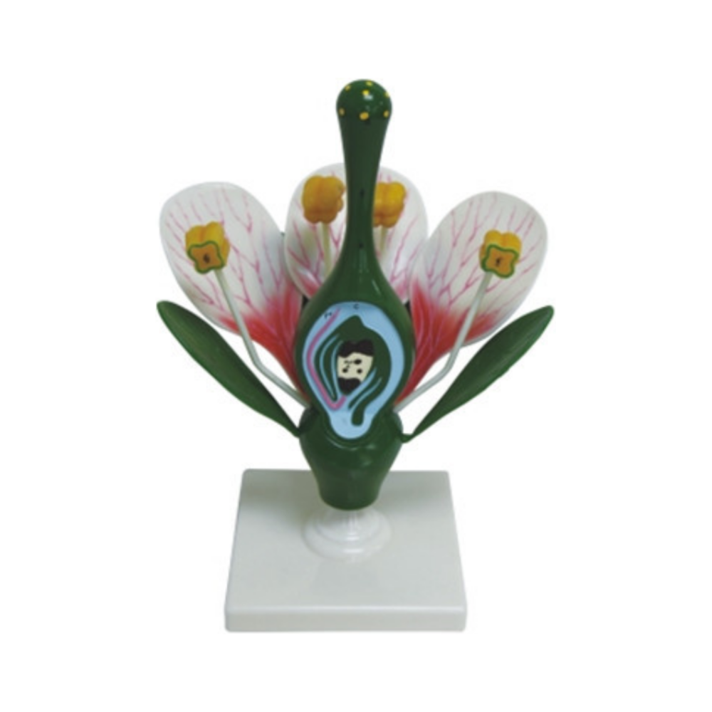 Flor de durazno QH 3207-8