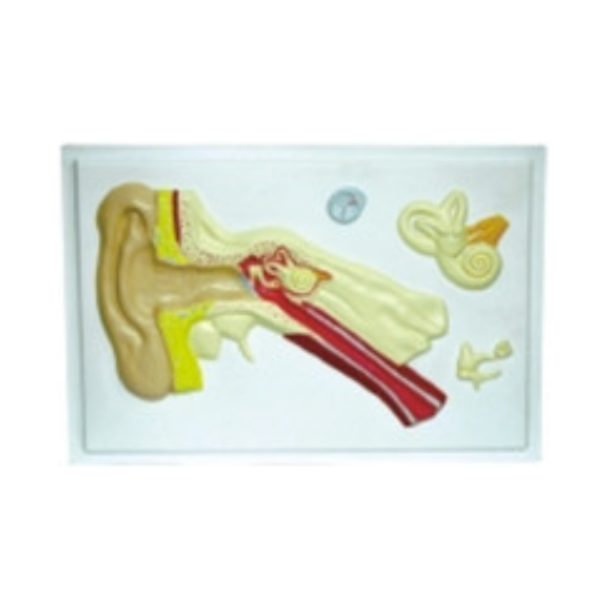 Modelo en relieve de la oreja QH 1562-2