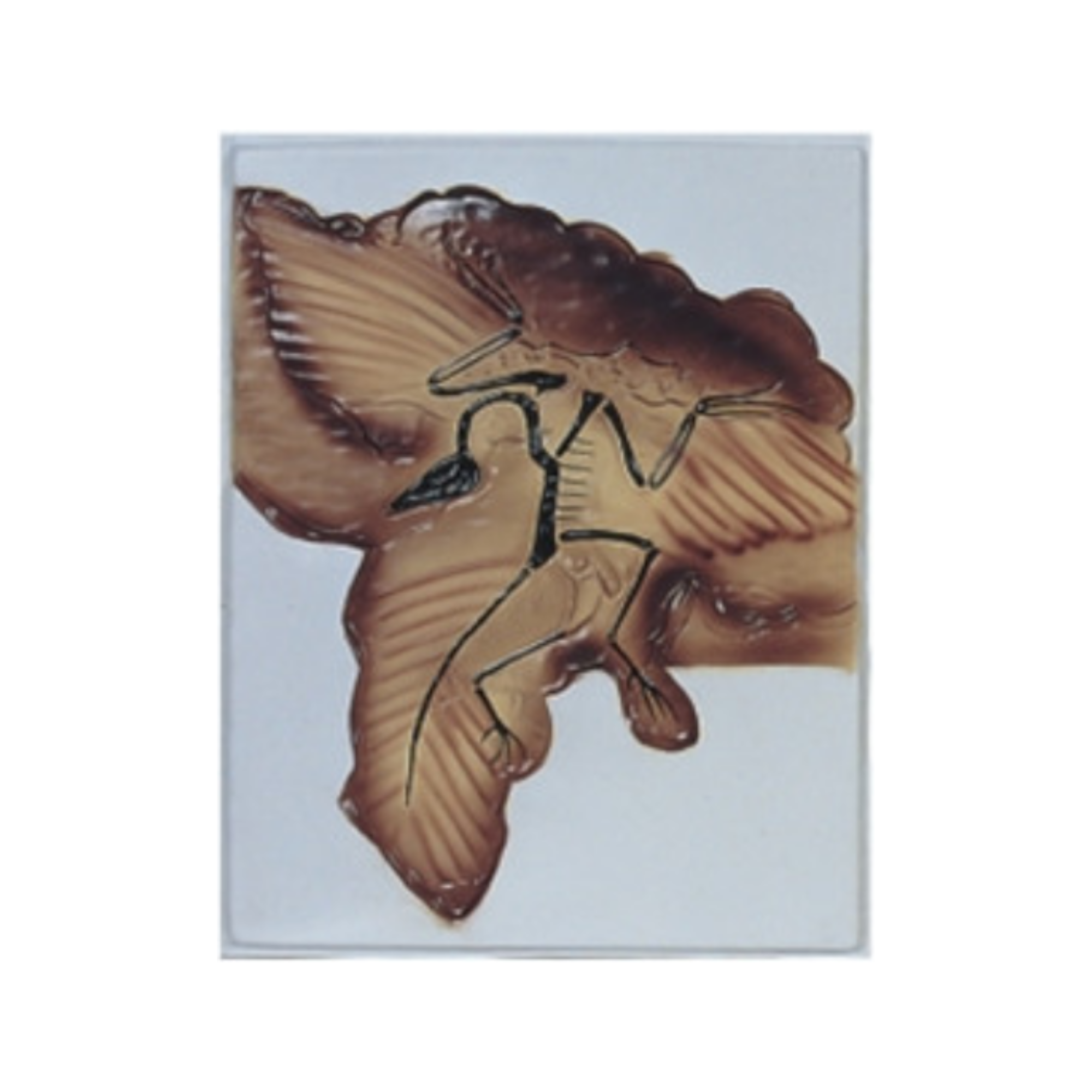 Modelo en relieve del Archaeopteryx QH 1568