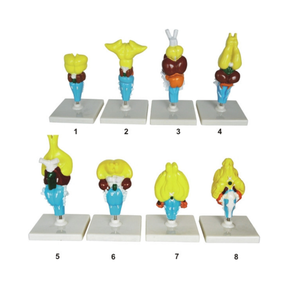 Modelos de cerebros de vertebrados QH 4107-1