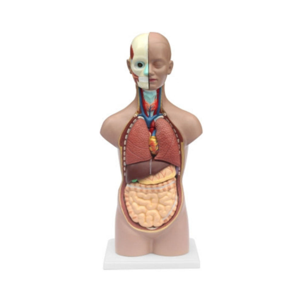 Torso humano QH 33201-18