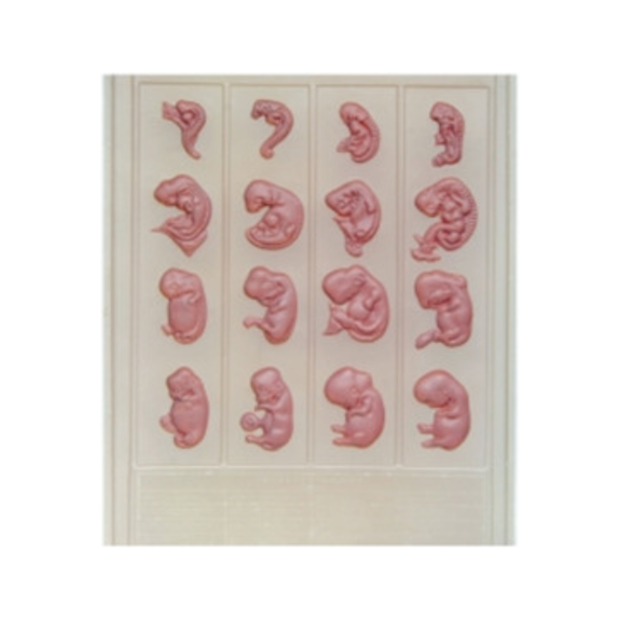 Modelo en relieve del desarrollo humano QH 1581-1