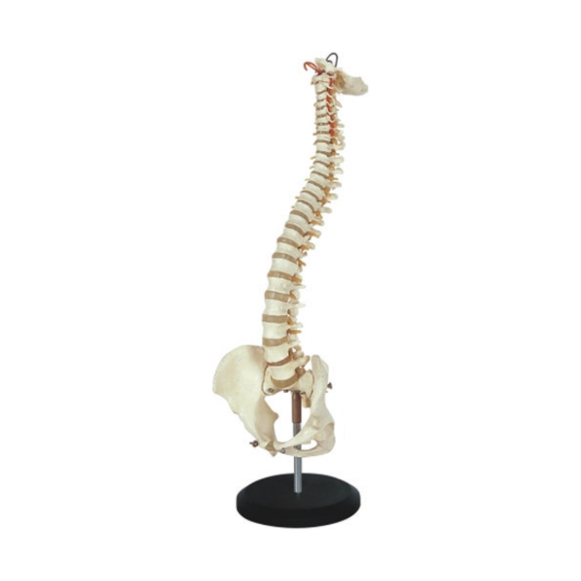 Modelo de columna vertebral y pelvis humanas QH 3393 