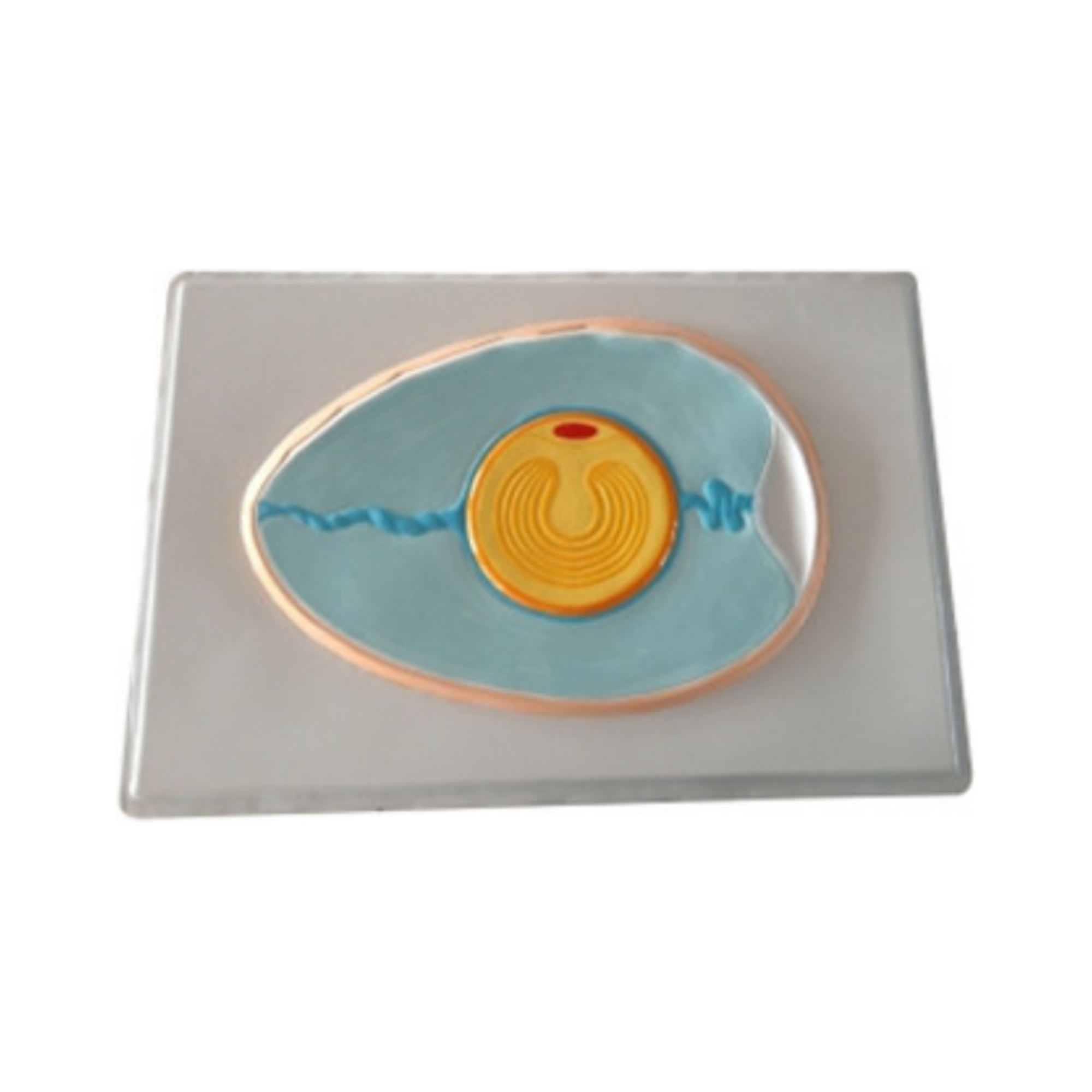 Modelo en relieve del huevo QH 3227-28