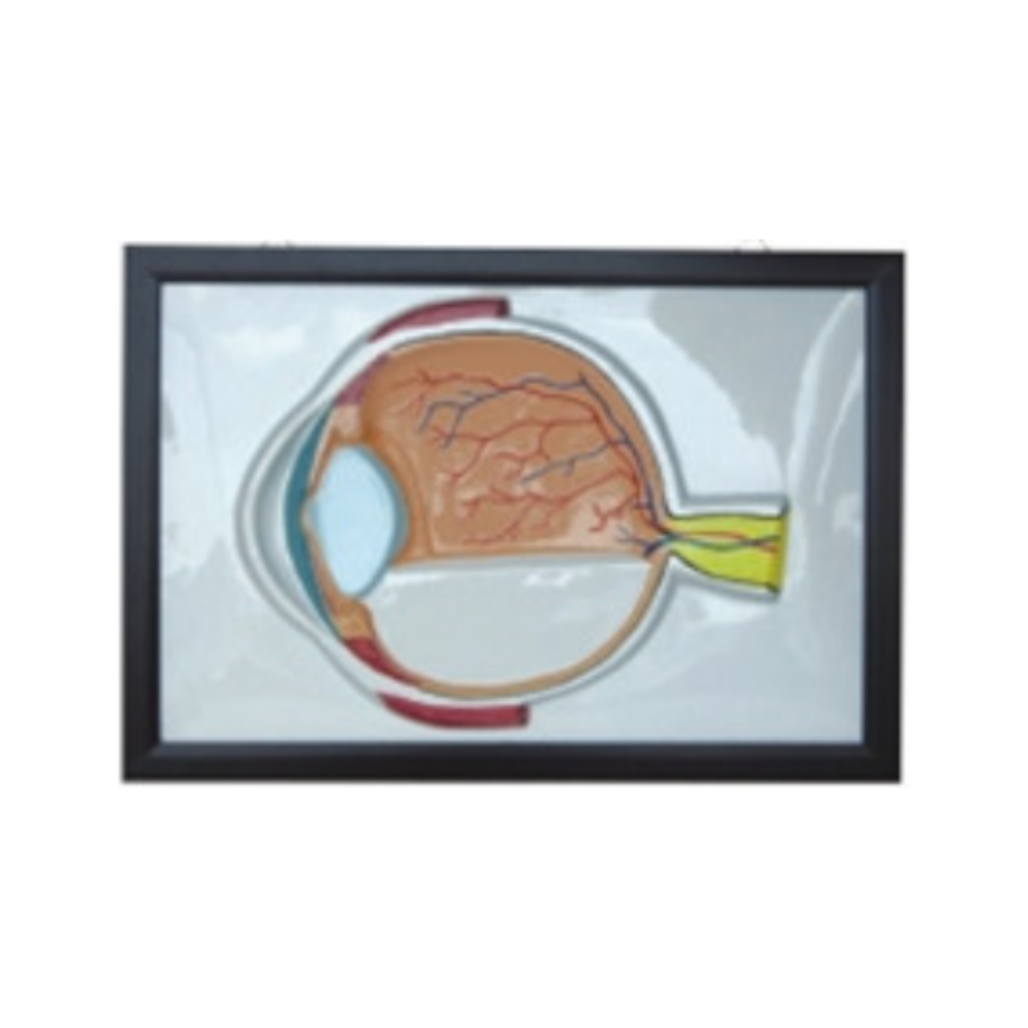 Modelo en relieve del interior del ojo humano QH 1557-2