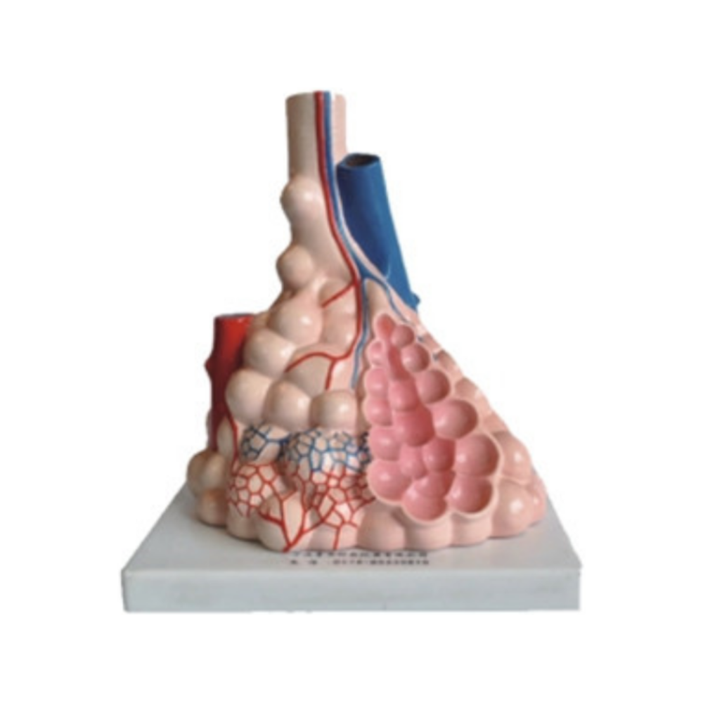 Alvéolos pulmonares humanos QH 3306-1