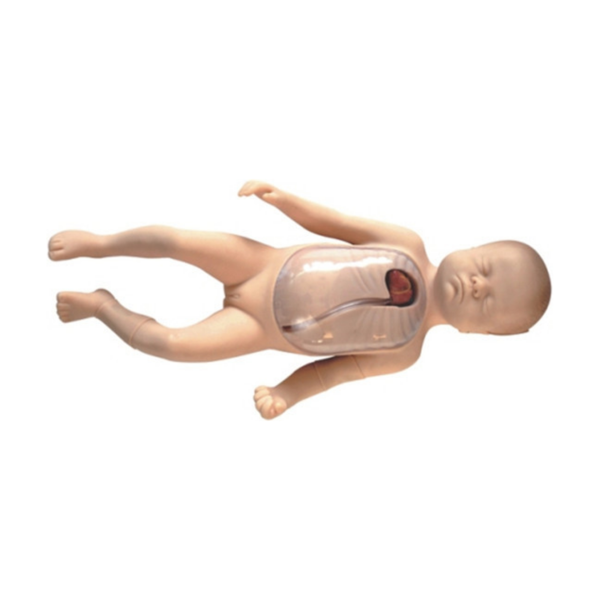 Intubación de la vena periférica y central neonatal QH L67B