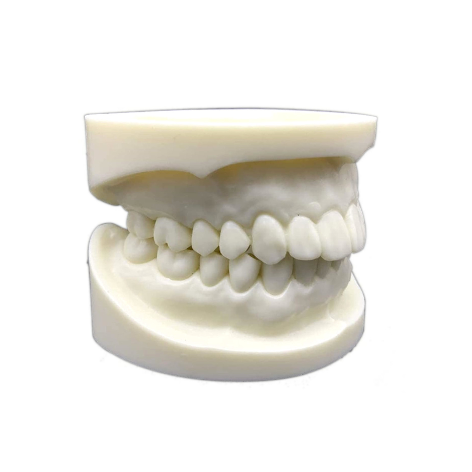 Modelo de dentadura #3