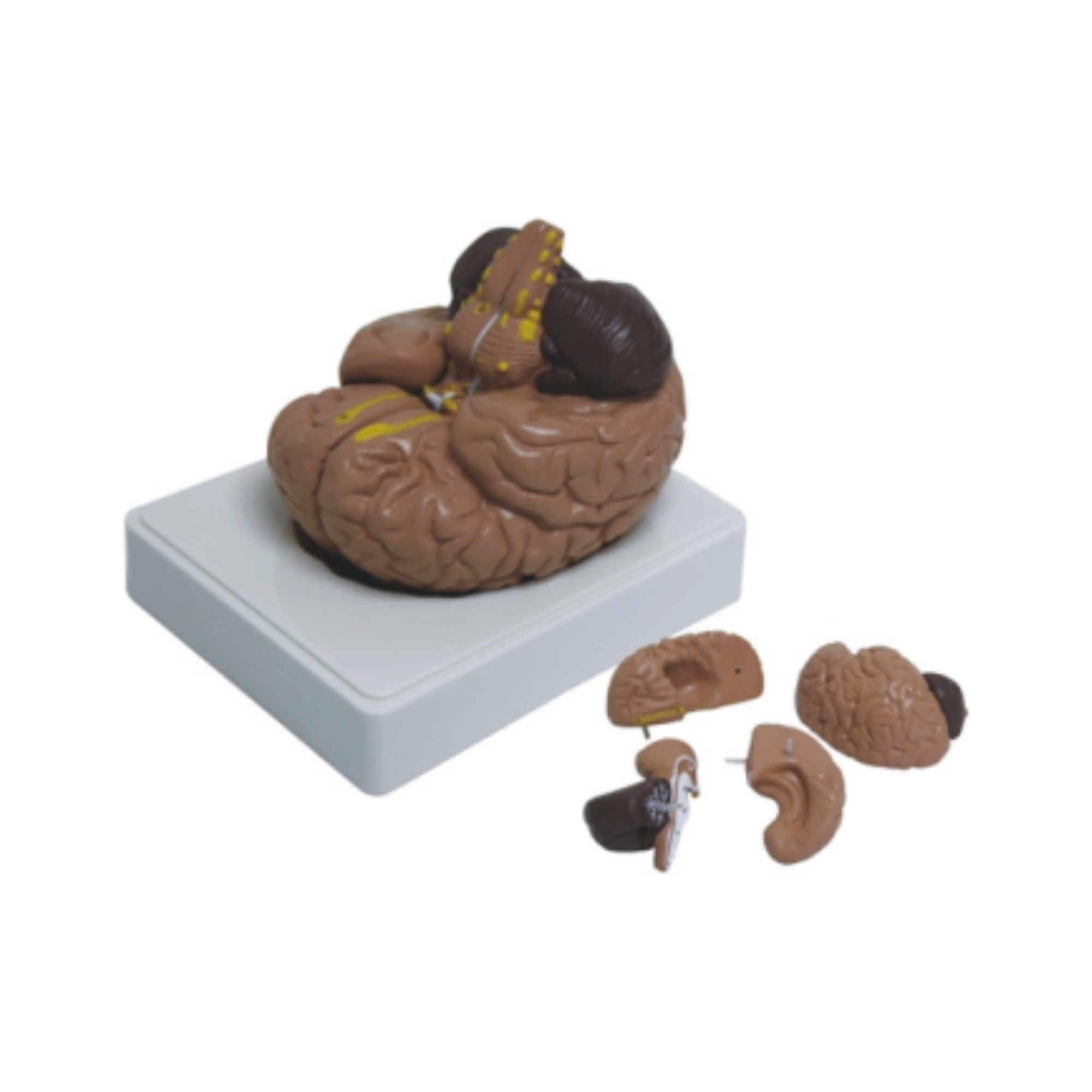Cerebro humano QH 3307-11